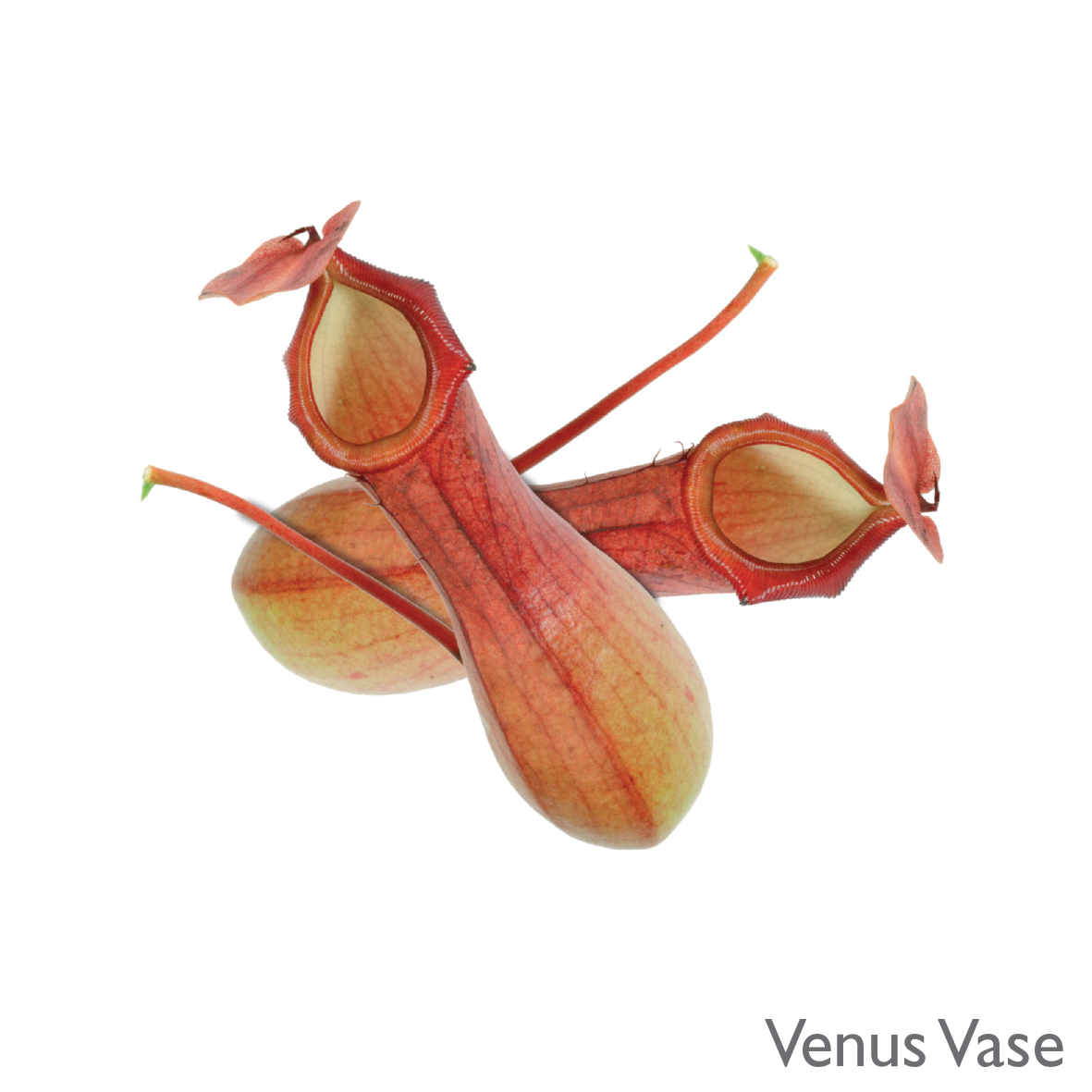 Venus Vase - Deutsch